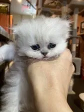 ペルシャ(チンチラ)【北海道・男の子・2021年1月29日・チンチラシルバー】の写真2