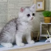 ミヌエット(長足)【北海道・男の子・2024年7月31日・シルバータビー&ホワイト】の写真2