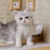 ミヌエット(長足)【北海道・男の子・2024年7月31日・シルバータビー&ホワイト】の写真4