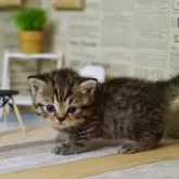 ミヌエット(短足)【北海道・男の子・2024年9月2日・チンチラゴールデン】の写真5