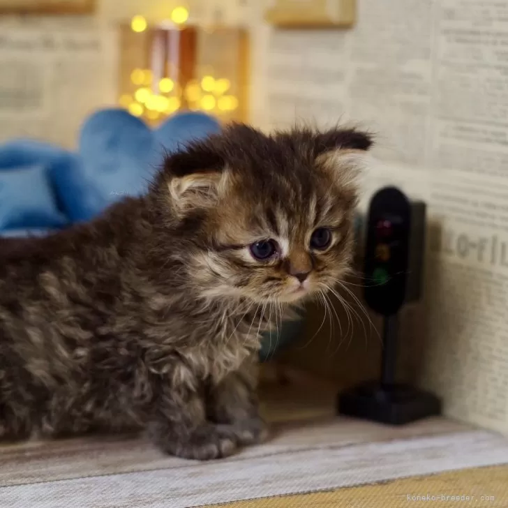 ID：2504-01421の子猫