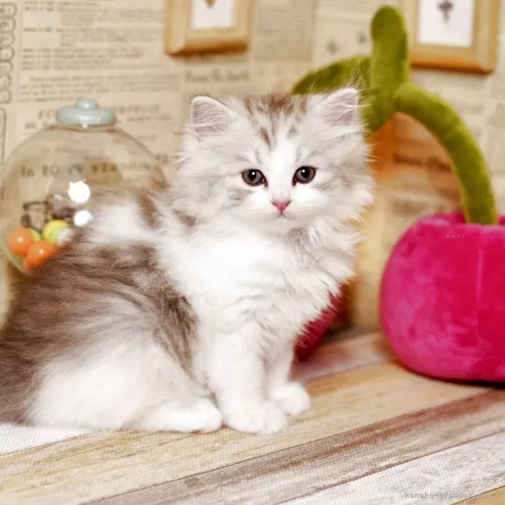 ID:2506-01885の子猫