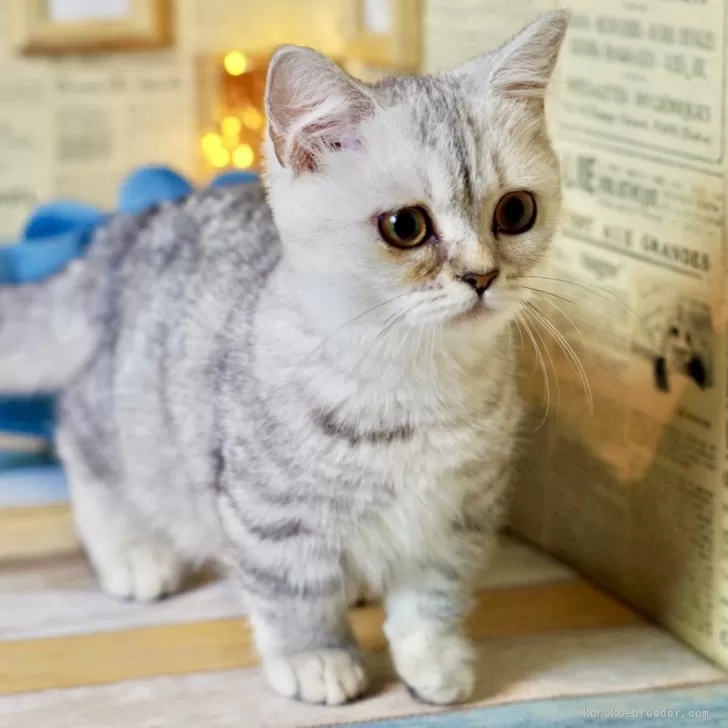 ID:2410-00331の子猫