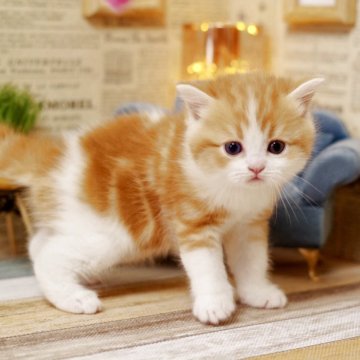 ミヌエット【北海道・男の子・2025年3月31日・レッド&ホワイト】の写真「可愛すぎてすみません🙇‍♀️」