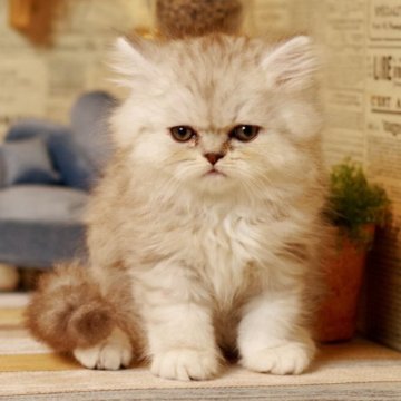 ミヌエット(長足)【北海道・男の子・2025年11月11日・チンチラシルバー（セミロング）】の写真「ペルシャ顔の王子様🤴」