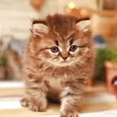 ミヌエット(長足)