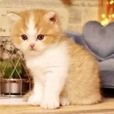 ミヌエット(長足)