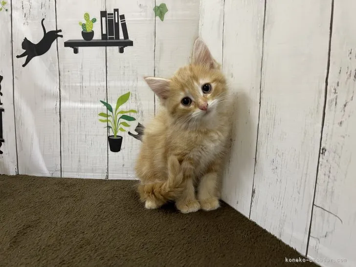 ID:2201-00658の子猫