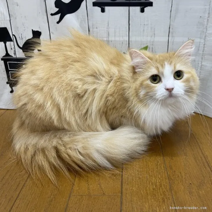 ID:2308-01869の子猫