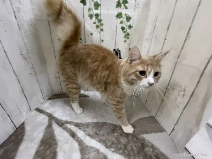 マーブル 様のお迎えした子猫