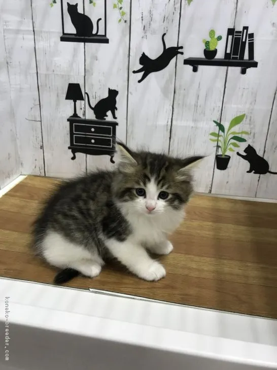 ID：1904-00033の子猫