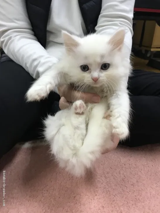 ID:2004-00520の子猫