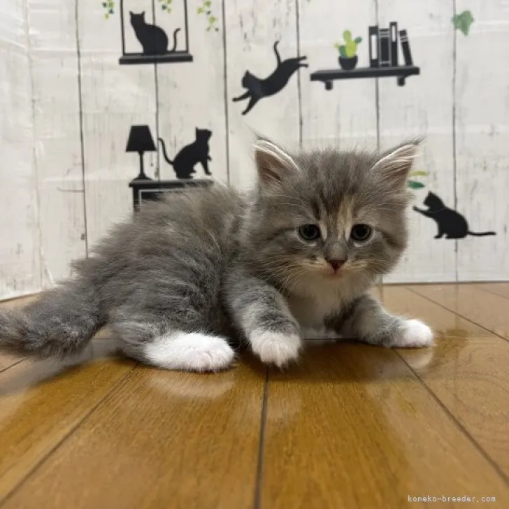 ID:2307-02170の子猫