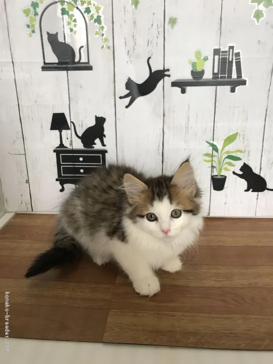 ID:2004-01881の子猫