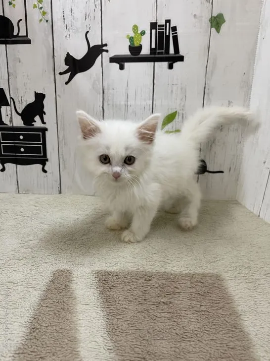 ID：2102-00561の子猫