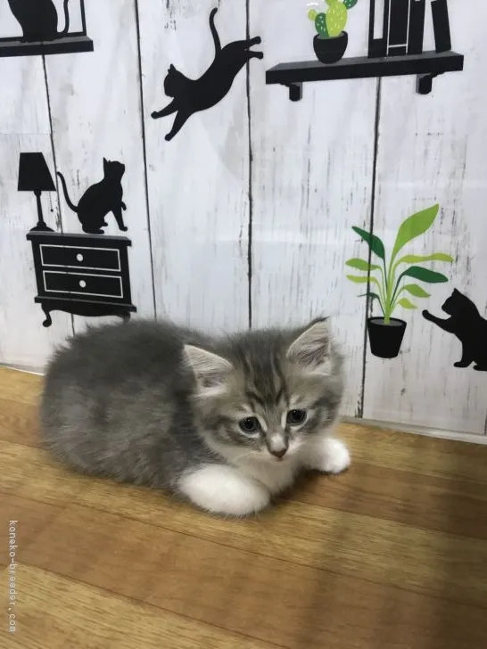 ID:1903-00318の子猫