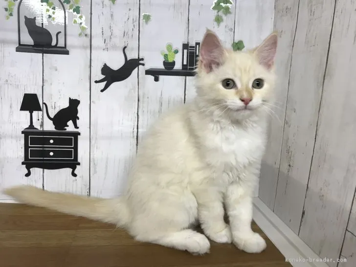 ID：1803-00196の子猫