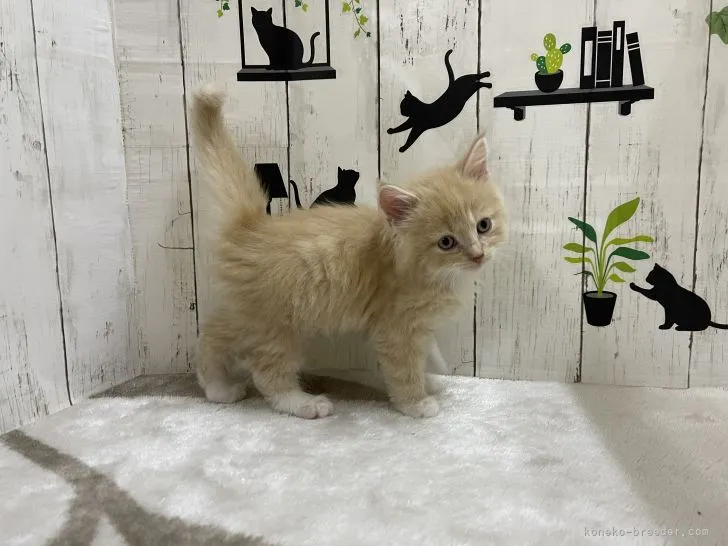 ID:2112-00055の子猫