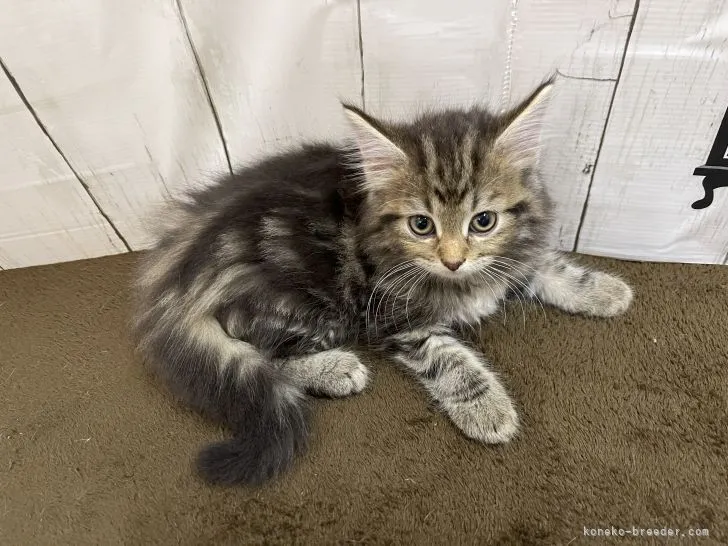 ID:2106-01717の子猫