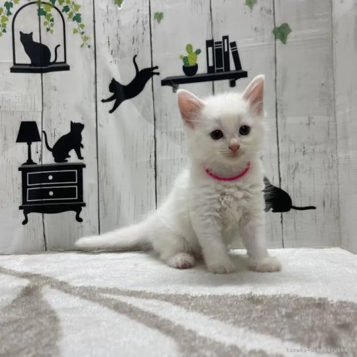 ID：2207-02982の子猫