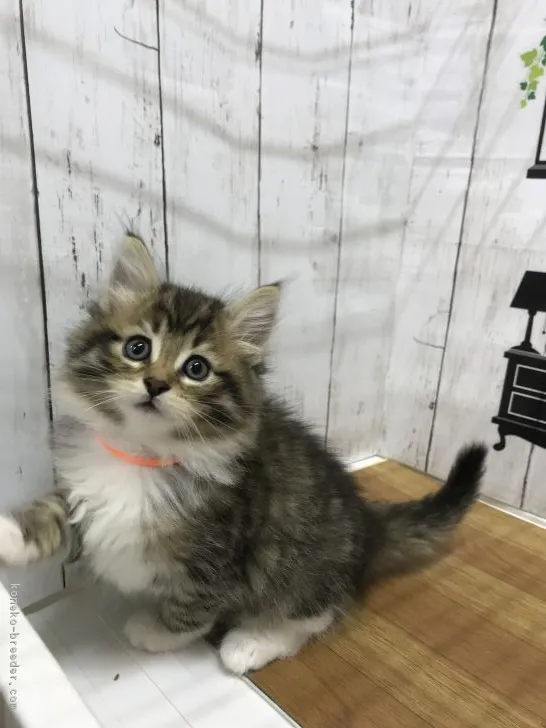 Aっちゃん 様のお迎えした子猫
