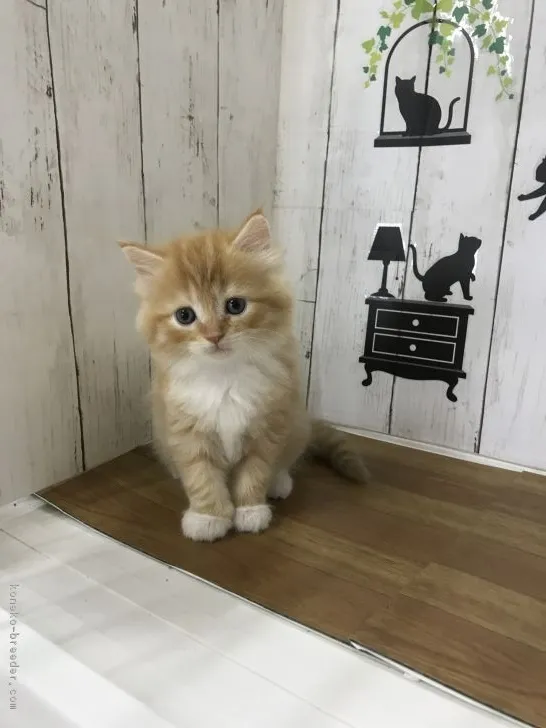 ID：1810-00636の子猫