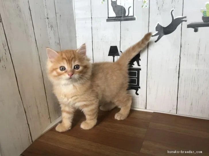 ID：2001-01037の子猫