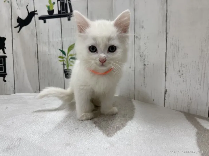 ID：2202-01615の子猫