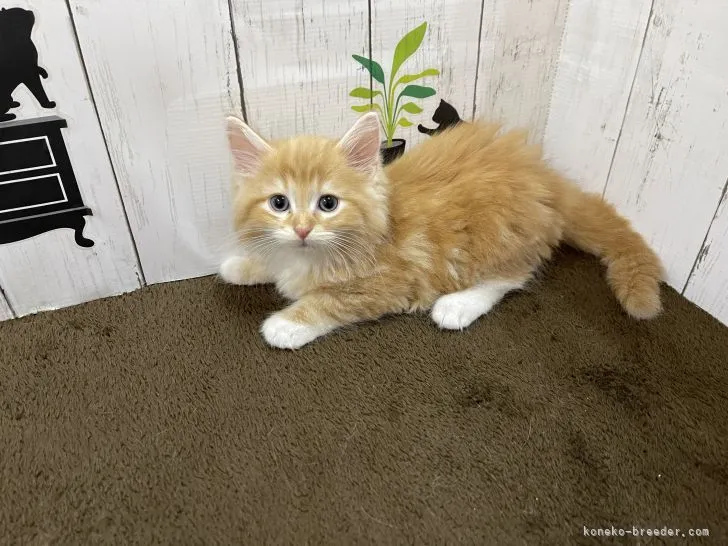 ID：2106-01715の子猫