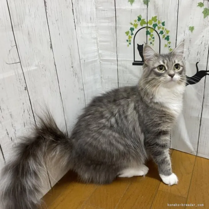 ID：2308-01872の子猫