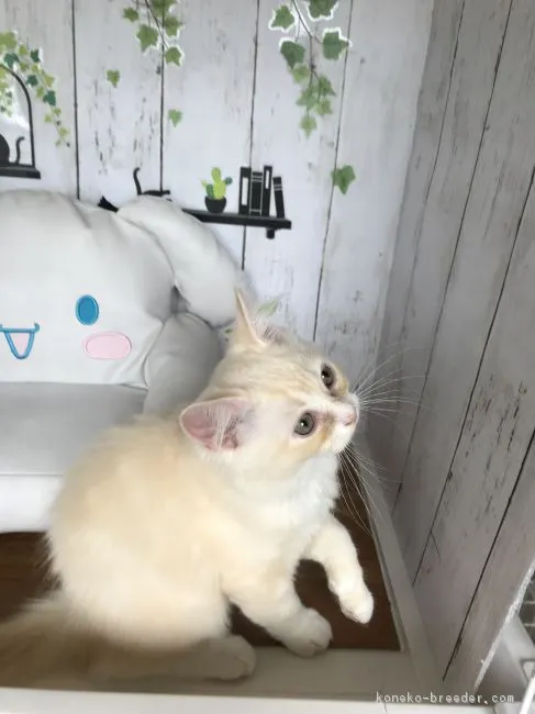 ID：1710-00067の子猫