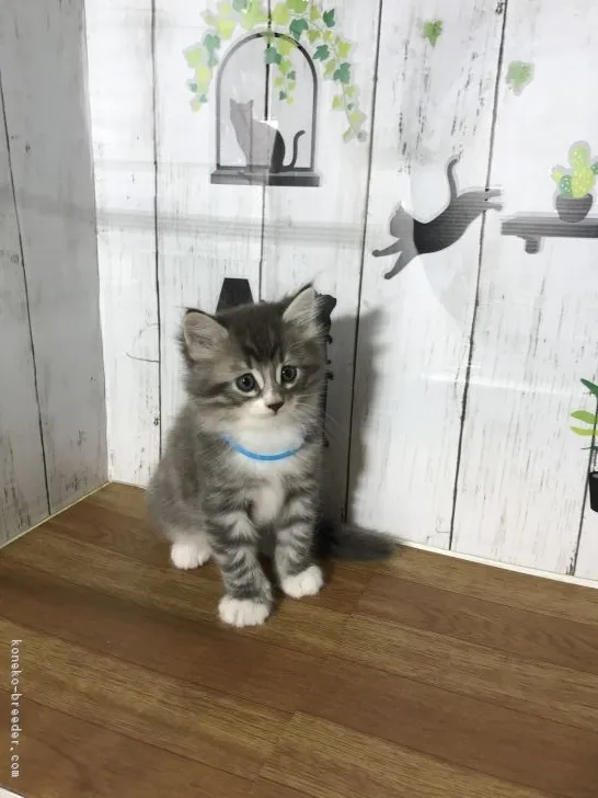 ID：1810-00649の子猫