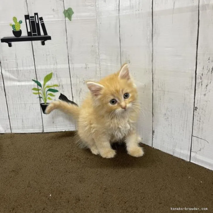 ID：2207-02264の子猫