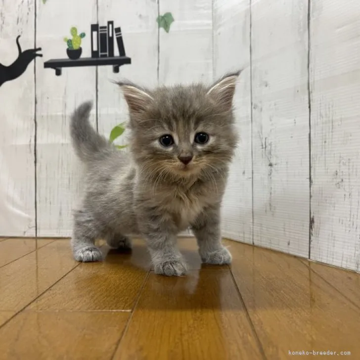 ID:2307-02168の子猫
