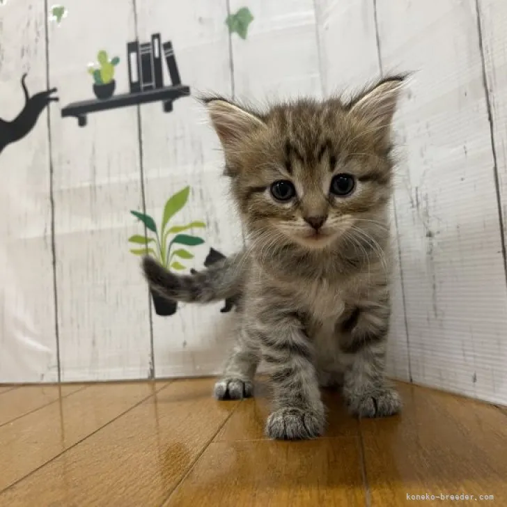 ID:2307-02174の子猫