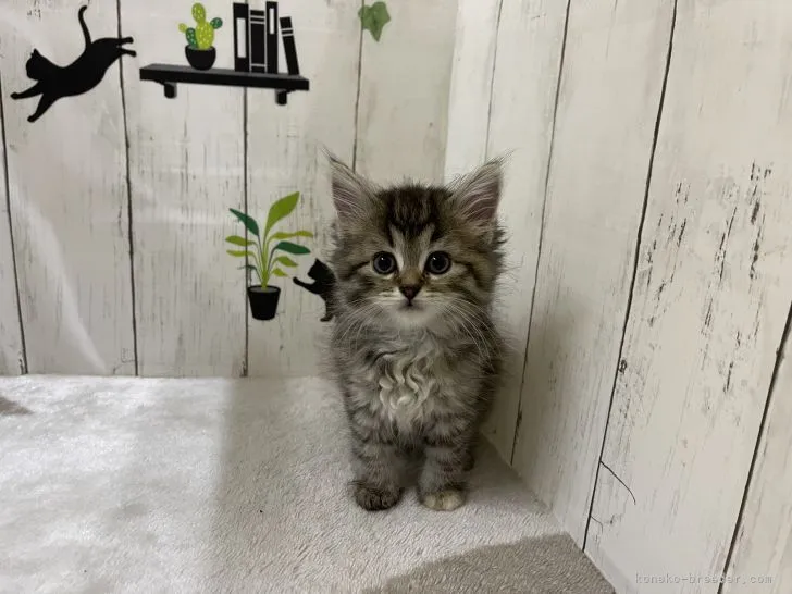 COCO 様のお迎えした子猫