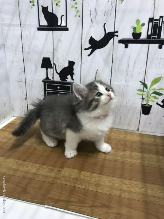 ID：1903-00296の子猫