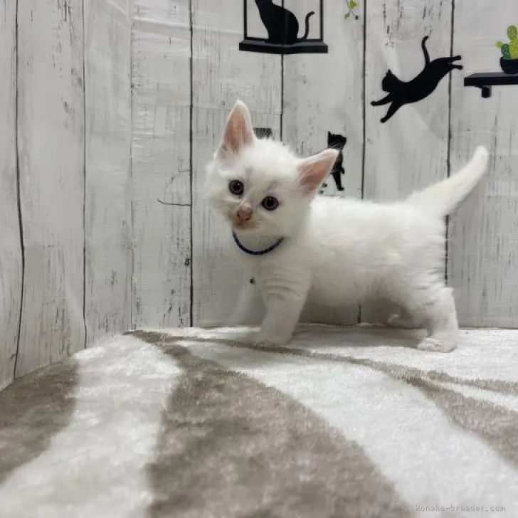 ID：2207-02983の子猫