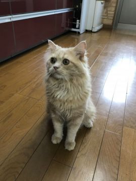 ノルウェージャンフォレストキャット【群馬県・男の子・2017年7月3日・クリーム】の写真「1歳になりました。」
