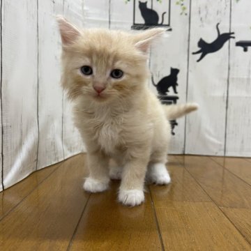 ノルウェージャンフォレストキャット【群馬県・男の子・2023年6月6日・クリーム&ホワイト】の写真「やさしい毛色、ノルちゃんらしい立派な体格です。」