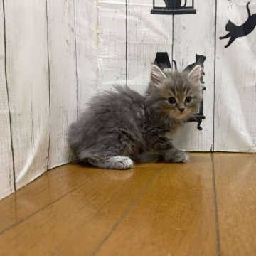 ノルウェージャンフォレストキャット【群馬県・男の子・2023年6月24日・ブルータビー】の写真「おとなしくて優しい性格の男の子」