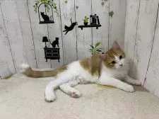ノルウェージャンフォレストキャット【群馬県・男の子・2020年12月6日・レッドタビー&ホワイト】の写真1「4月8日撮影」