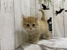 ノルウェージャンフォレストキャット【群馬県・男の子・2021年10月7日・レッドタビー】の写真1「11/30撮影」