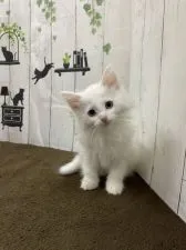 ノルウェージャンフォレストキャット【群馬県・女の子・2021年11月5日・ホワイト】の写真1「1/11撮影」