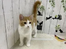 ノルウェージャンフォレストキャット【群馬県・男の子・2020年12月6日・レッドタビー&ホワイト】の写真2