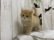 ノルウェージャンフォレストキャット【群馬県・男の子・2021年10月7日・レッドタビー】の写真2