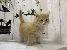 ノルウェージャンフォレストキャット【群馬県・男の子・2021年10月7日・レッドタビー】の写真3