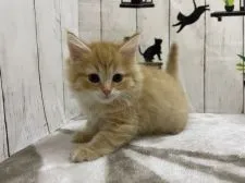 ノルウェージャンフォレストキャット【群馬県・男の子・2021年10月7日・レッドタビー】の写真4