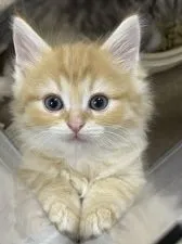 ノルウェージャンフォレストキャット【群馬県・男の子・2021年10月7日・レッドタビー】の写真5「11/25撮影」