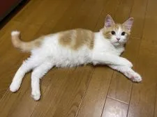 ノルウェージャンフォレストキャット【群馬県・男の子・2020年12月6日・レッドタビー&ホワイト】の写真5